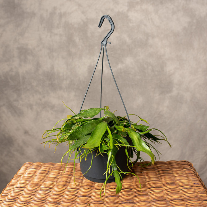 Pseudorhipsalis ramulosa 'Red Coral' | Wiszący | Tomaszewski