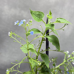 Brunnera wielkolistna | Duża