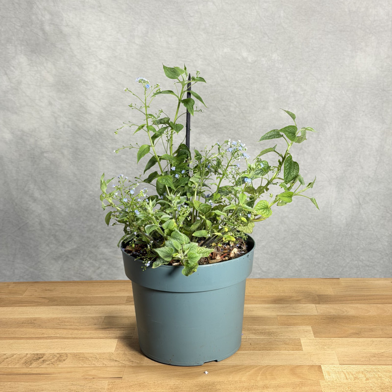 Brunnera wielkolistna | Duża