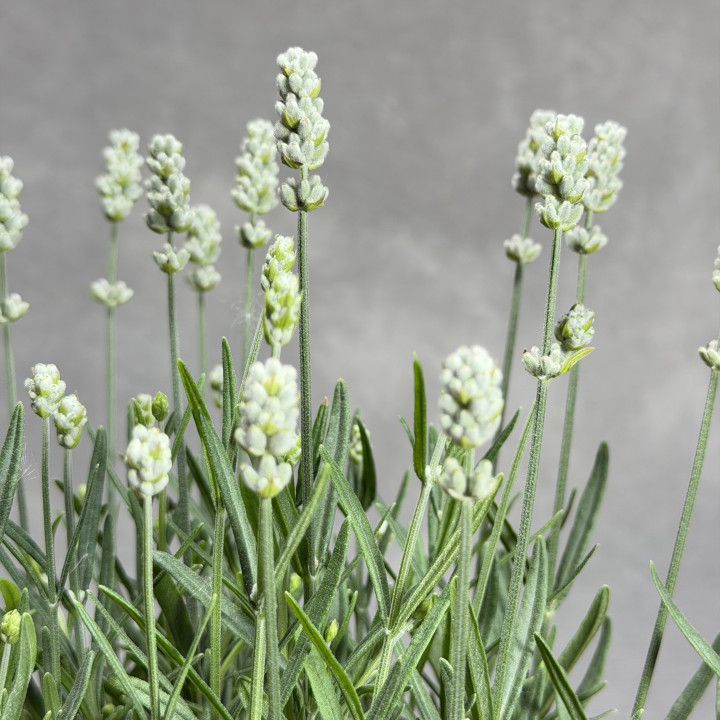 Lawenda wąskolistna 'Aromatico Silver' | Tomaszewski