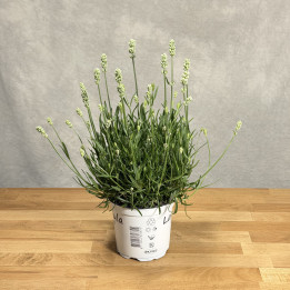 Lawenda wąskolistna 'Edelweiss' | Tomaszewski