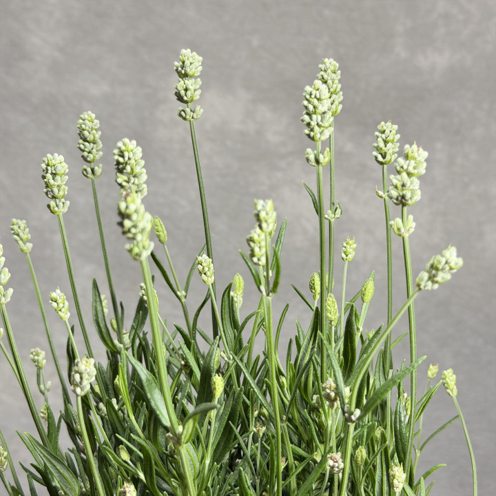 Lawenda wąskolistna 'Edelweiss' | Tomaszewski
