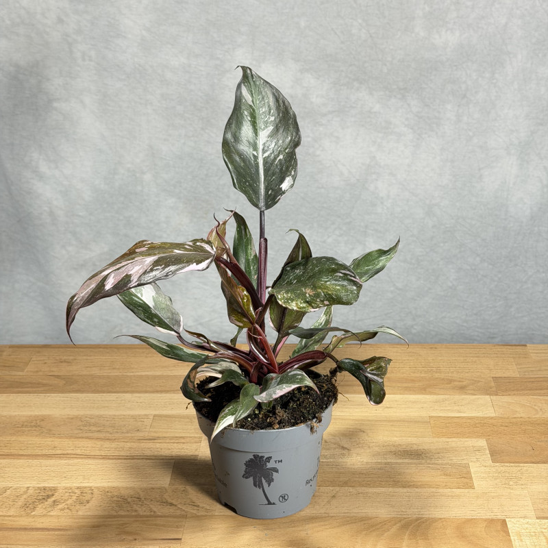Filodendron 'Red Anderson'