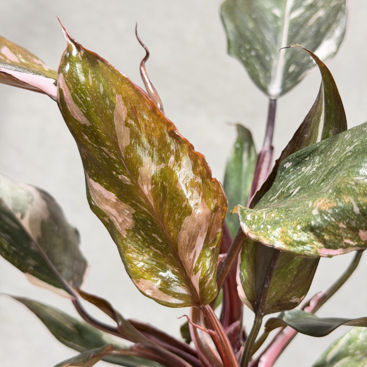 Filodendron 'Red Anderson' | Tomaszewski