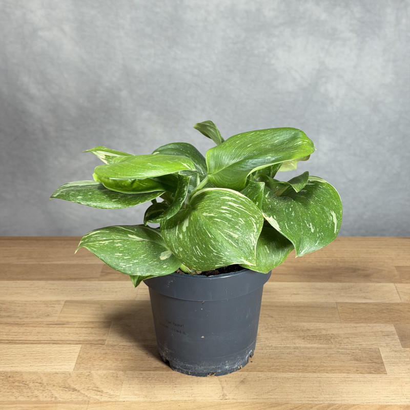 Scindapsus treubii 'Rubicon'