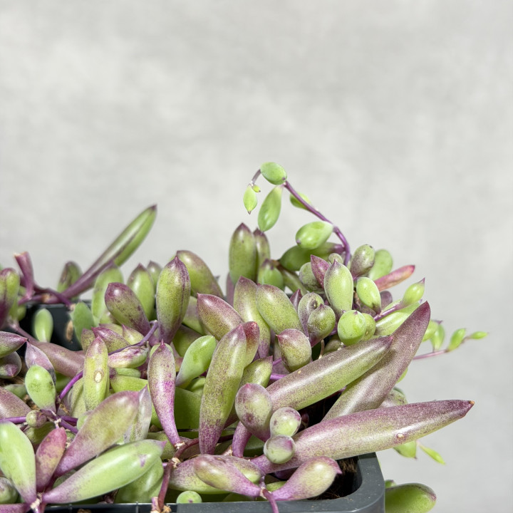 Senecio herreianus 'Purple Flush' | Tomaszewski