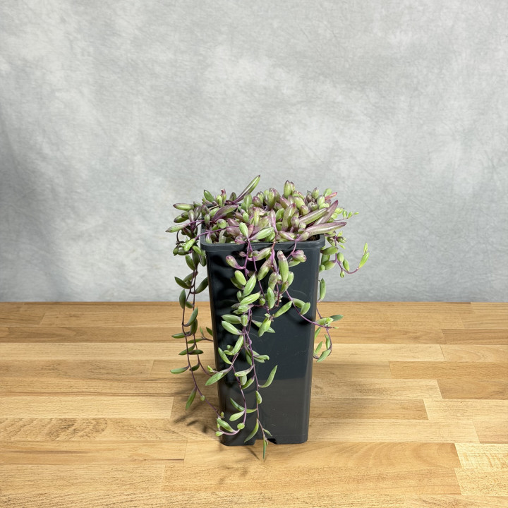 Senecio herreianus 'Purple Flush' | Tomaszewski