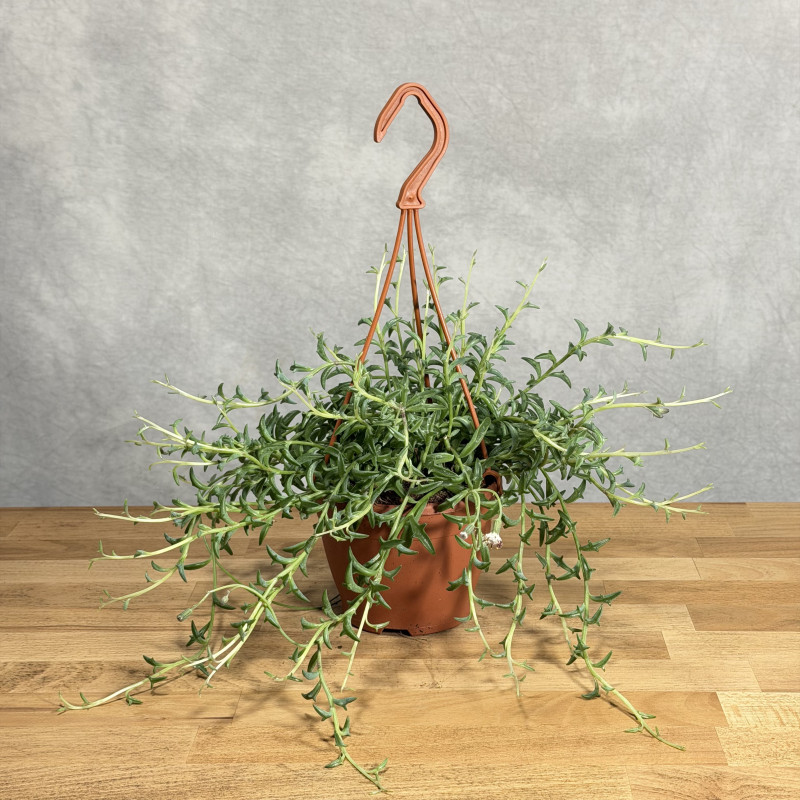 Senecio 'Jumping Dolphin' |...