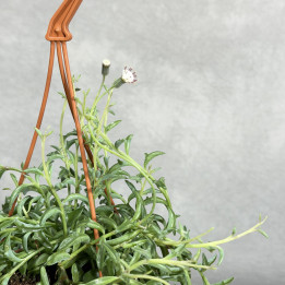 Senecio 'Jumping Dolphin' | Tomaszewski