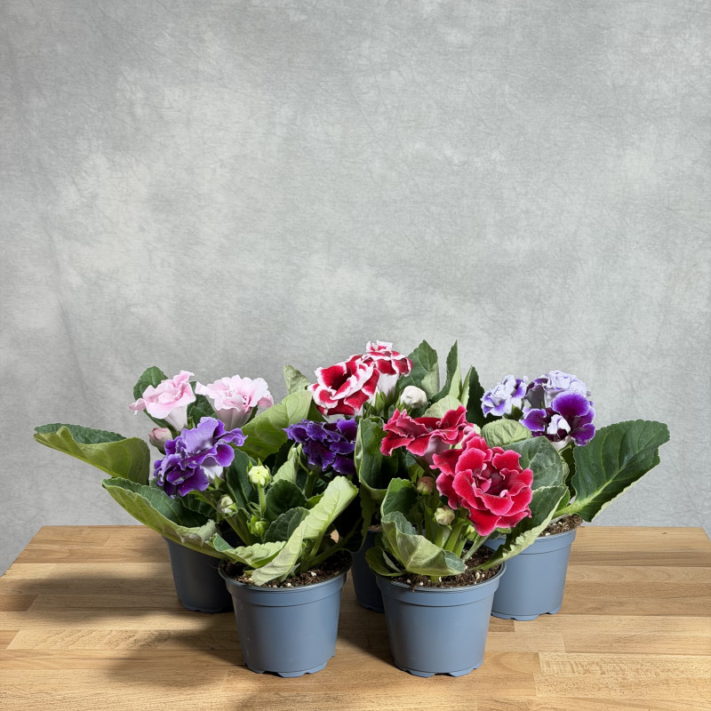 Gloksynia 'Brocade' Mix...