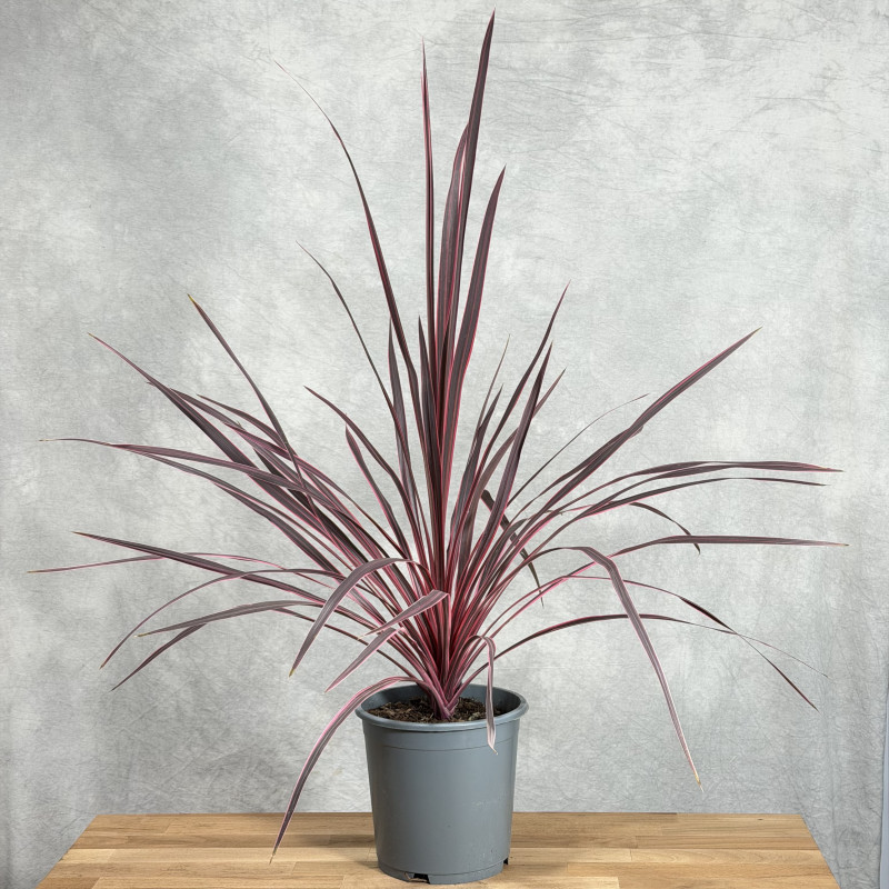 Kordylina 'Charlie Boy'