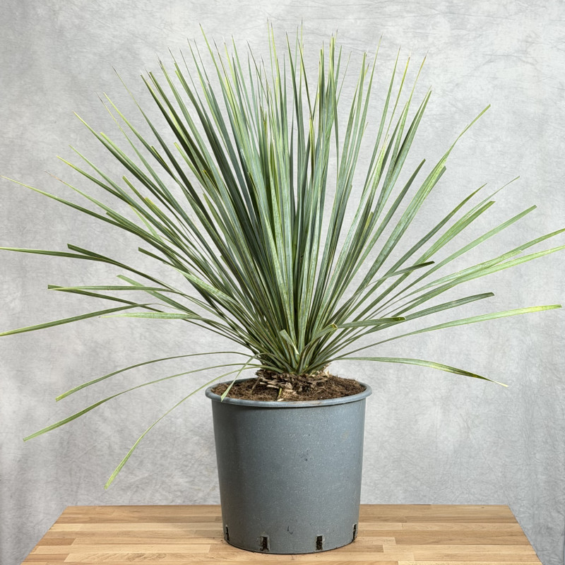 Yucca rostrata | Duża