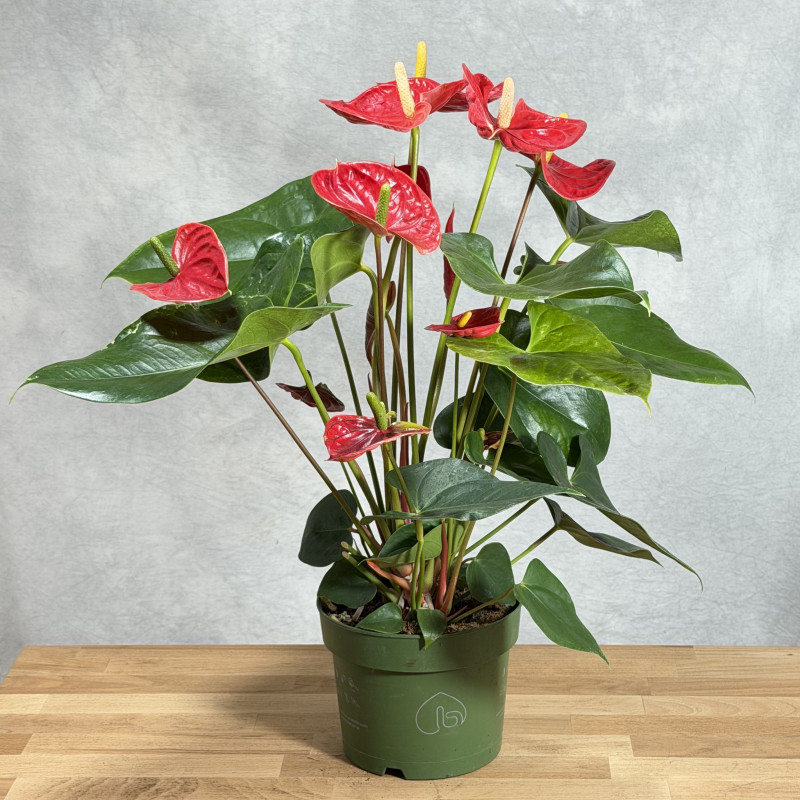 Anturium 'Madural Red'