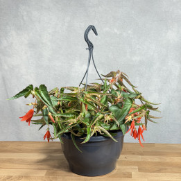 Begonia boliwijska 'Bonfire' | Wisząca