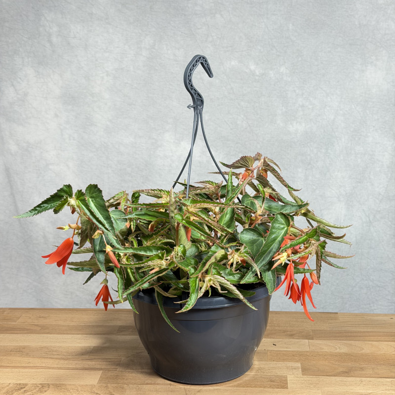 Begonia boliwijska...