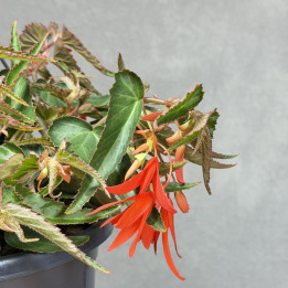 Begonia boliwijska 'Bonfire' | Wisząca