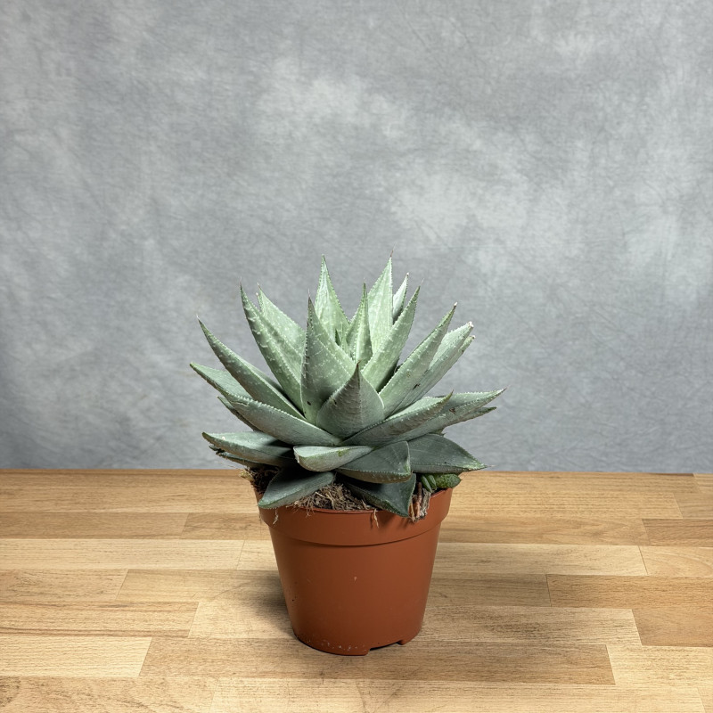 Haworsja 'Savannah'