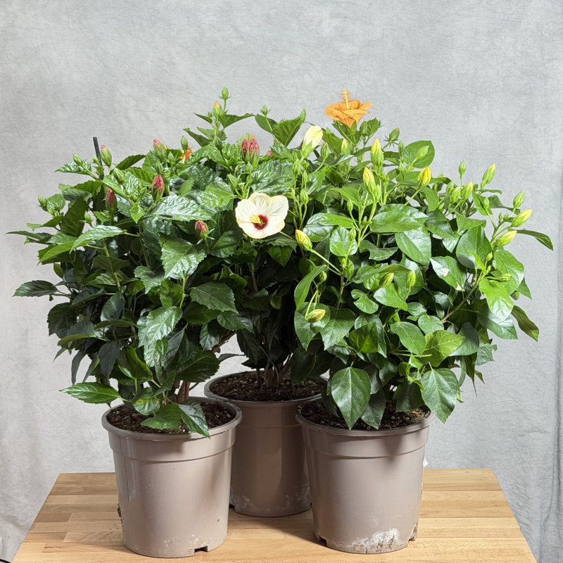 Hibiskus MIX kolorów