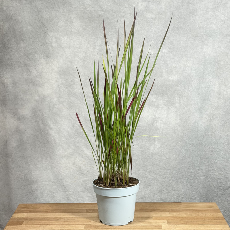 Imperata cylindrica 'Red...