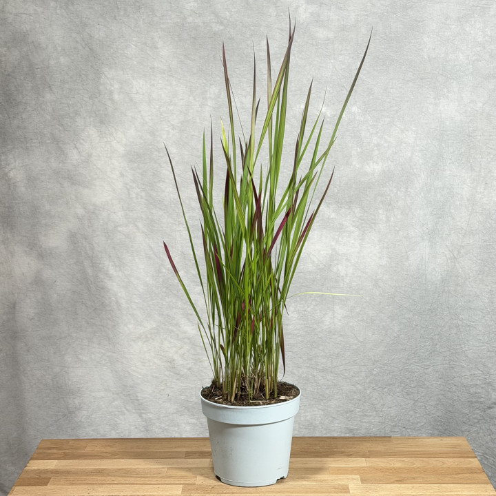 Imperata cylindrica 'Red Baron' | Tomaszewski