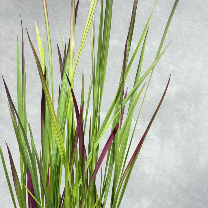 Imperata cylindrica 'Red Baron' | Tomaszewski