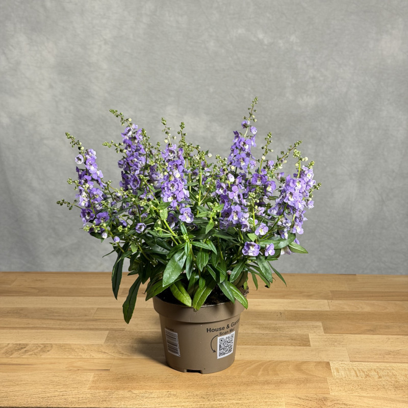 Angelonia wąskolistna