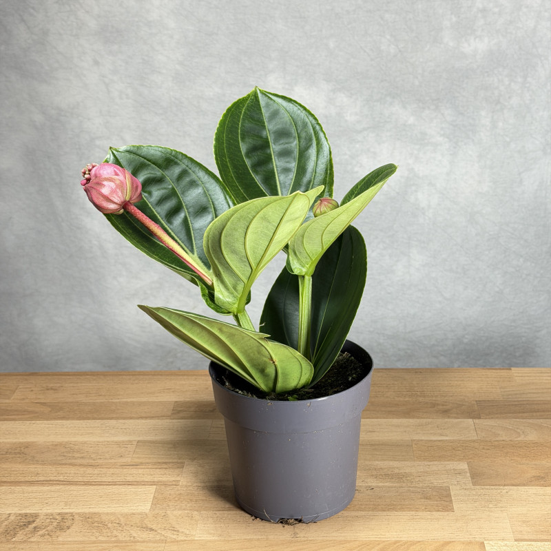 Medinilla wspaniała 'Lambada'