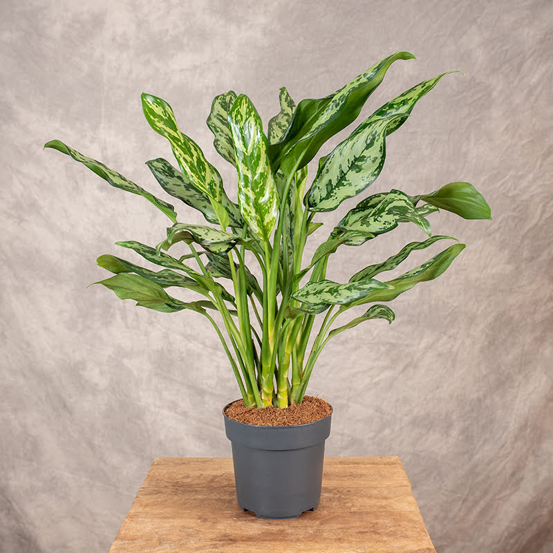 Aglaonema 'Maria' | Duża