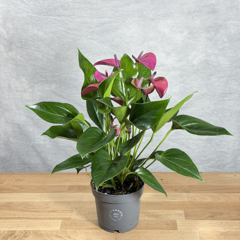 Anturium 'Pure Purple'