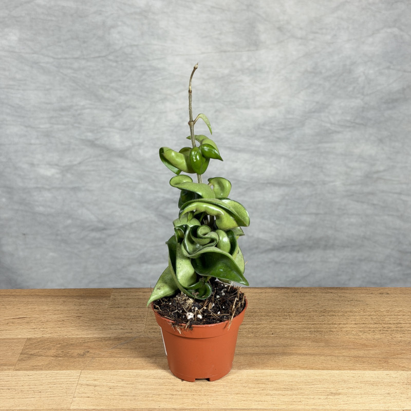 Hoja 'Compacta' | Mini