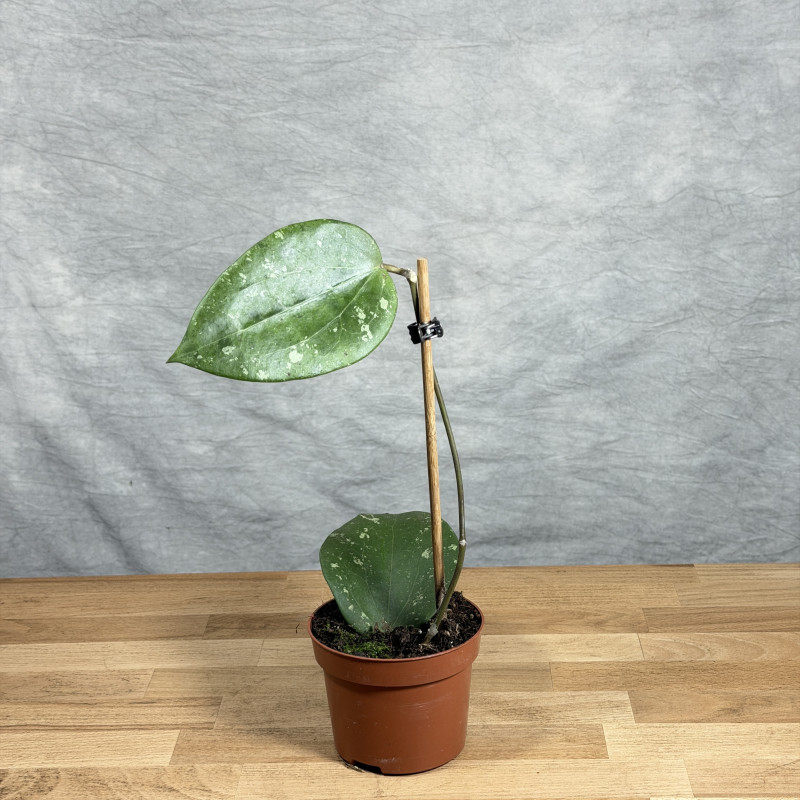 Hoya glabra 'Splash' | Mała