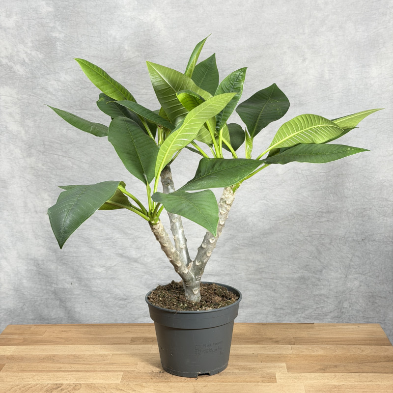 Plumeria 'Hawaiian Pearl'