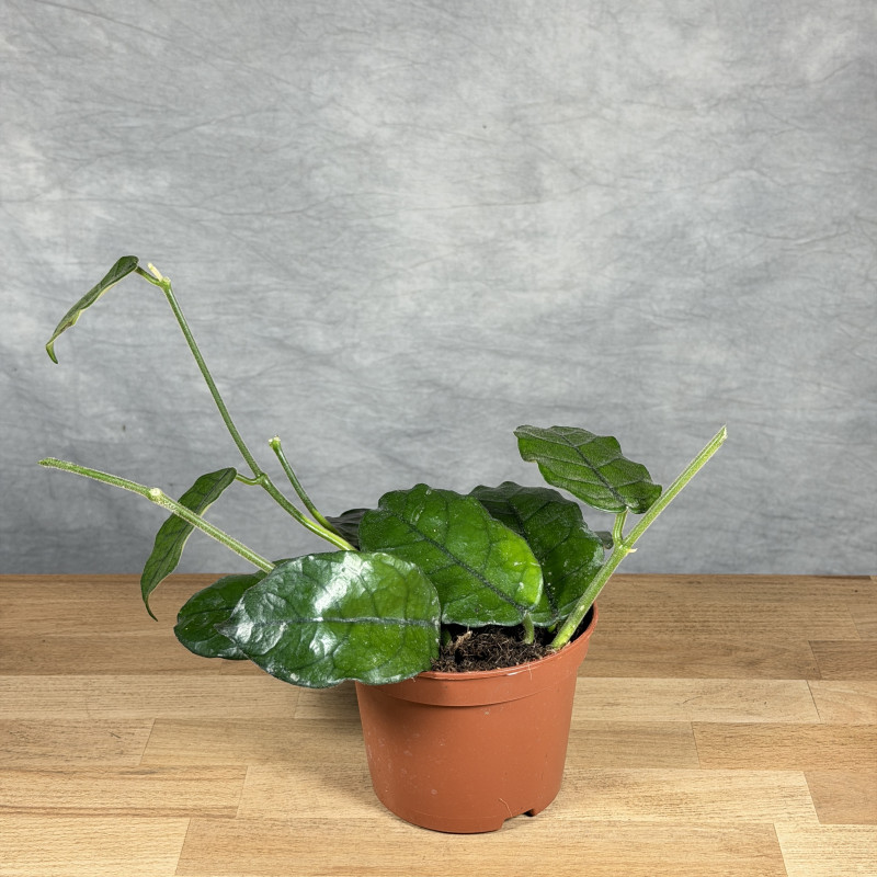 Hoya villosa