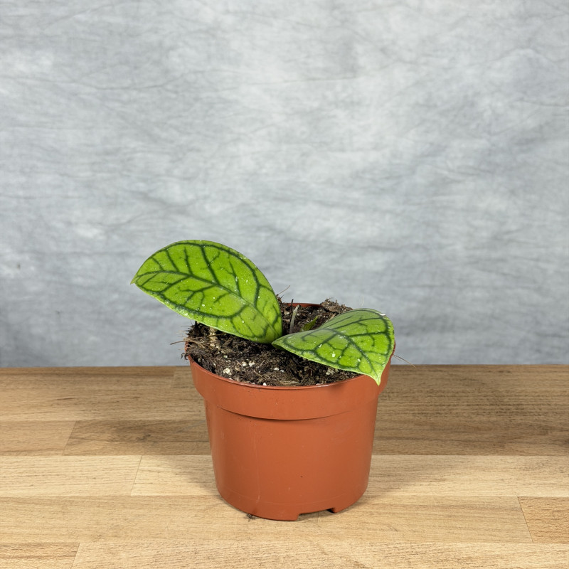 Hoya ranauensis | Mała