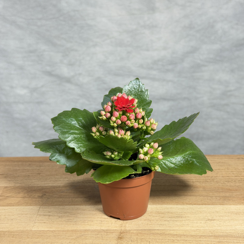 Kalanchoe 'Rosalina Don...