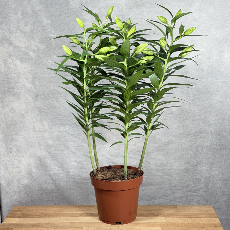 Lilia orientalna 'Roselily...