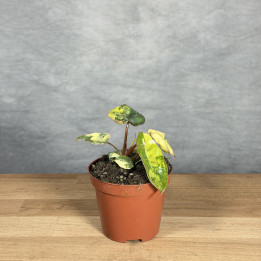 Philodendron billietiae 'Variegata' | Tomaszewski