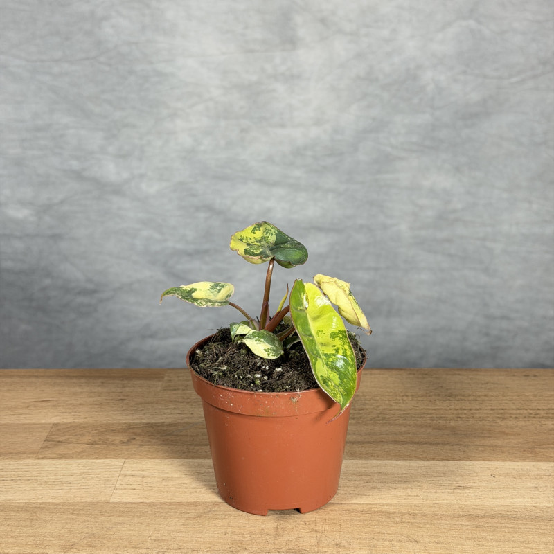 Philodendron billietiae...