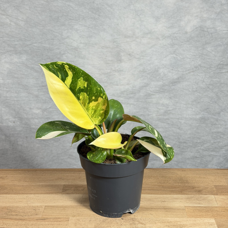 Filodendron 'Green Congo'...