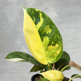 Filodendron ‘Green Congo' Variegata | Tomaszewski