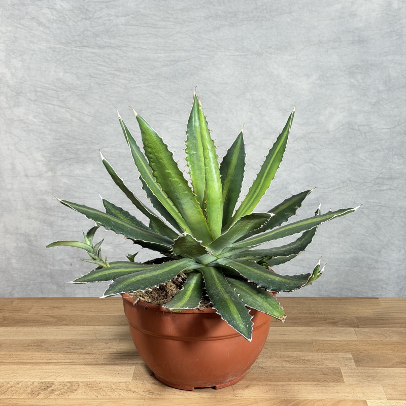 Agave lophantha | Duża