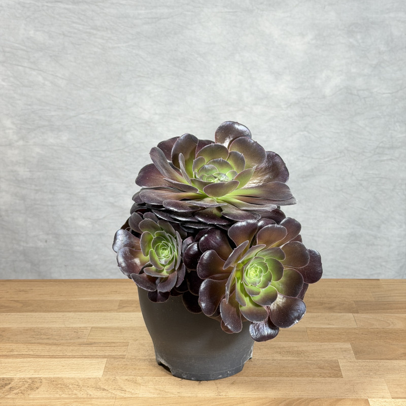 Eonium drzewiaste 'Velours'