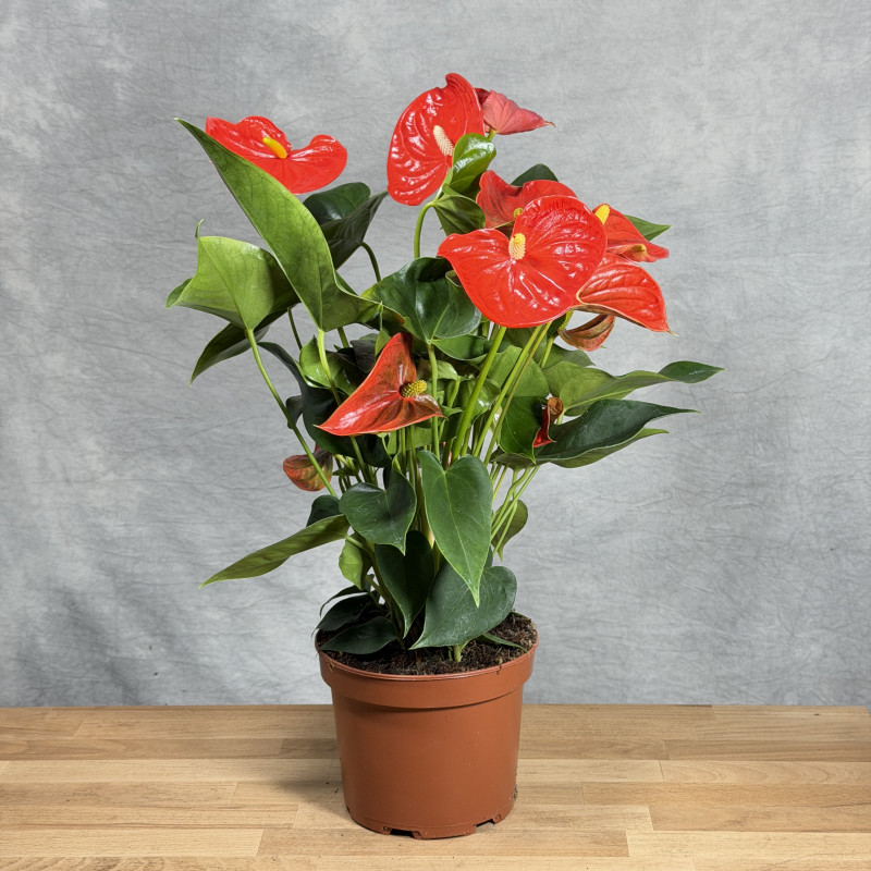 Anthurium 'Florida'