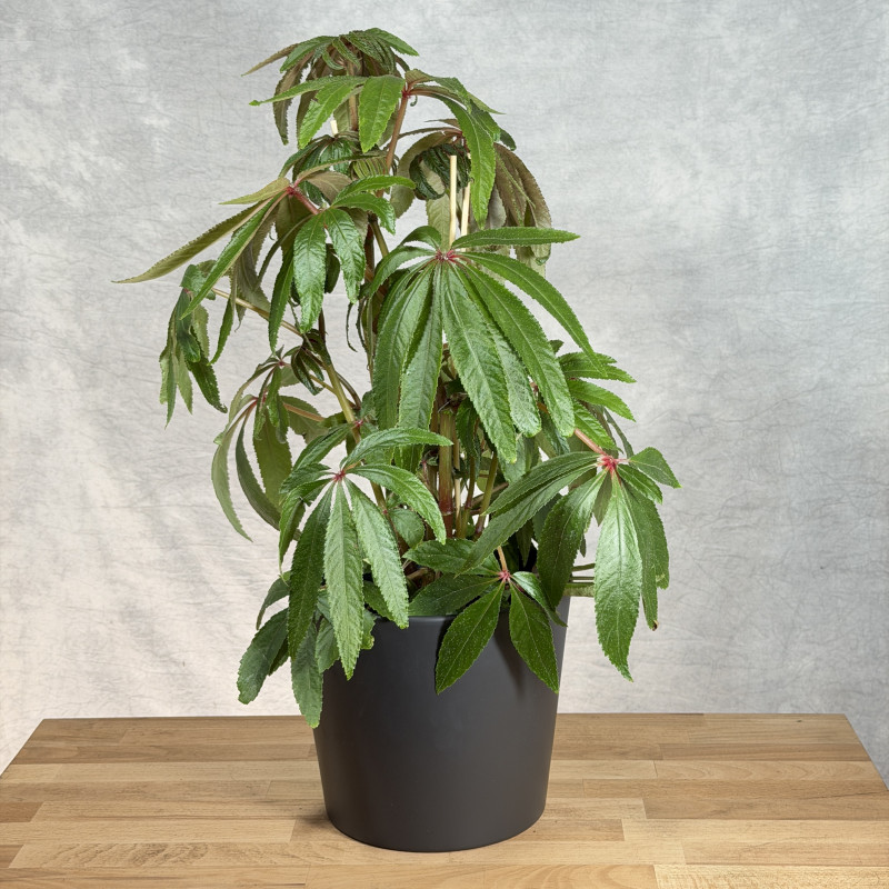 Begonia luxurians