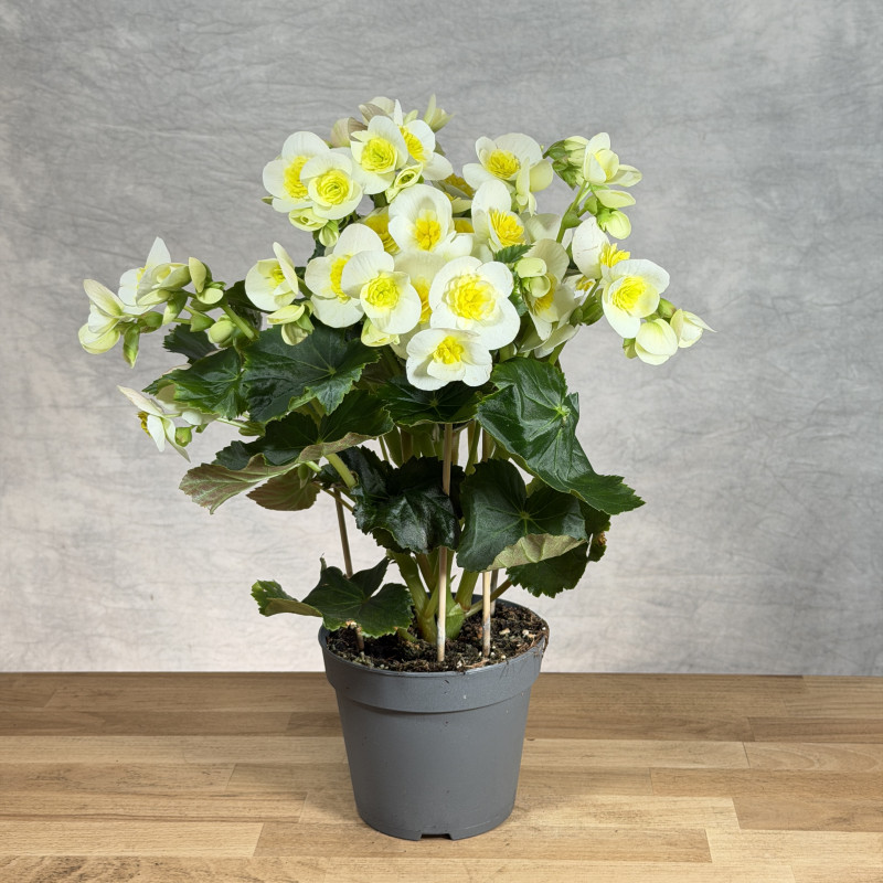 Begonia 'Valentino White'