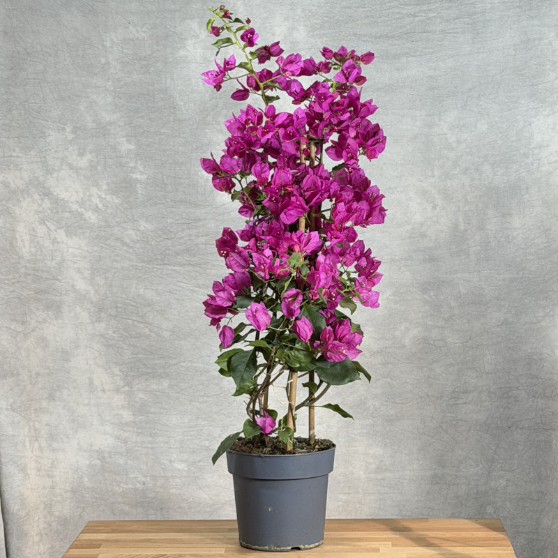 Bugenwilla 'Sanderiana' | Duża