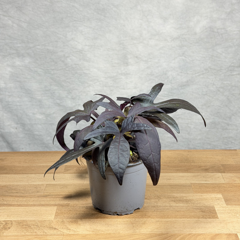 Ipomoea 'Blackie'