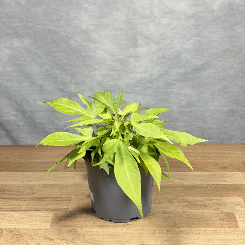 Ipomoea 'Marguerita'