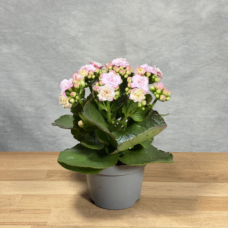 Kalanchoe 'Queen Jemma' | Mała
