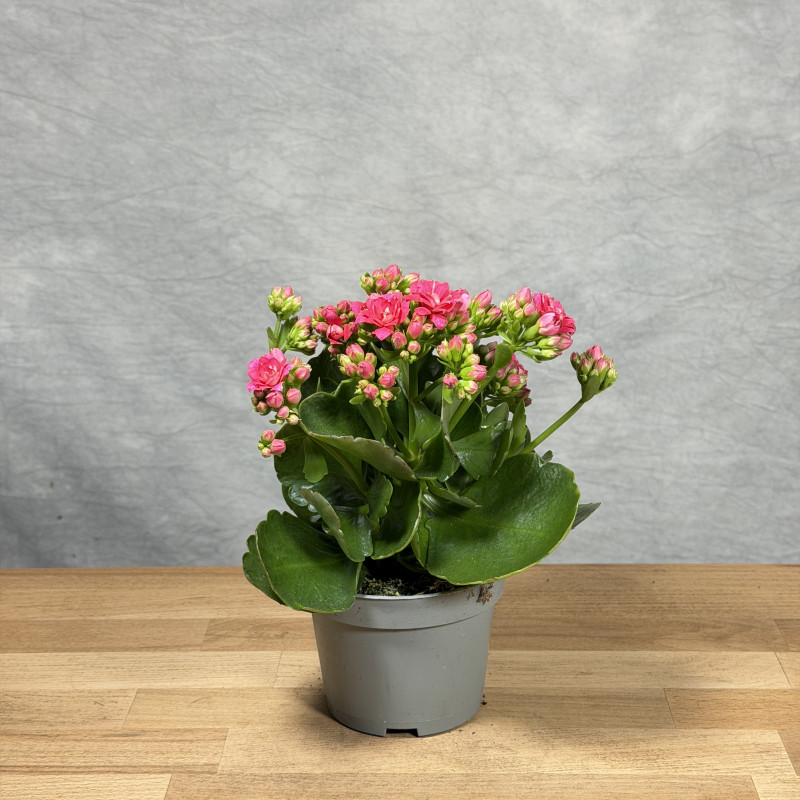 Kalanchoe 'Queen Gracen' |...